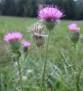 bull thistle